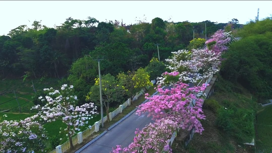 Tabebuya Warna-warni di Cirebon Viral, Ini Lokasi dan Pesonanya
