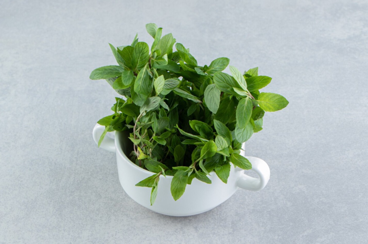 7 Tanaman Hias Ajaib yang Bisa Bawa Rezeki di Tahun 2026, Nomor 3 Paling Mudah Dicari!