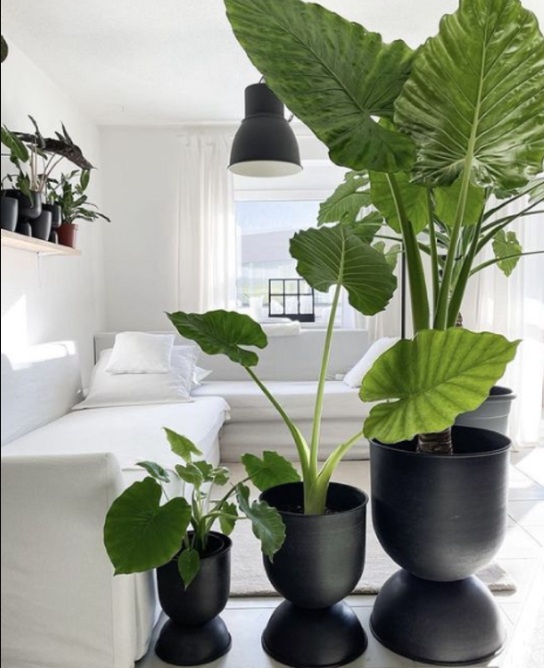 Ruangan Sempit Tetap Hijau! Ini 7 Tanaman Hias Indoor yang Hemat Tempat dan Mudah Dirawat