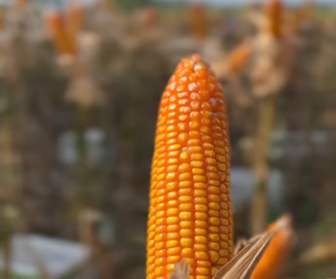 Jabar Masuk 10 Besar Provinsi Penghasil Jagung Nasional, Wagub Erwan: Luas Lahan Harus Dioptimalkan 