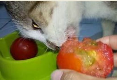 Ada Beberapa Jenis Buah yang Berbahaya untuk Kucing, Jangan Sampai Salah Kasih!