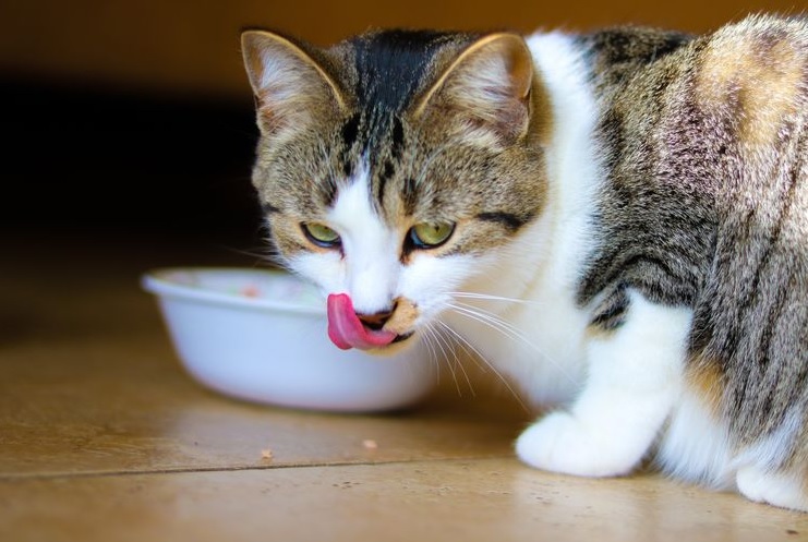 5 Penyebab Kucing Selalu Lapar dan Selalu Minta Makan Terus