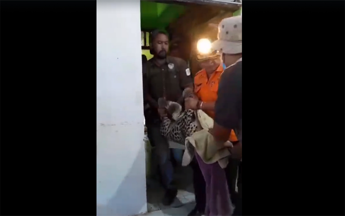 Macan Tutul di Kutamandarakan Kuningan Dibawa ke Mana? Ini 3 Opsi BKSDA Jabar