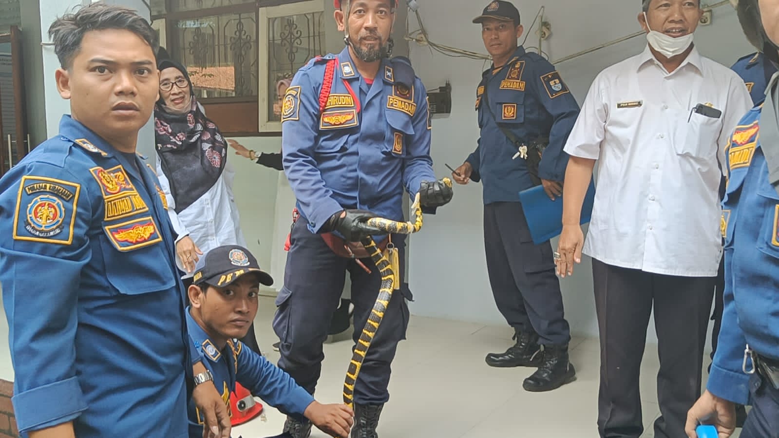 Dramatis! Petugas Damkar Amankan Seekor Ular Berbisa di SMAN 1 Kota Cirebon