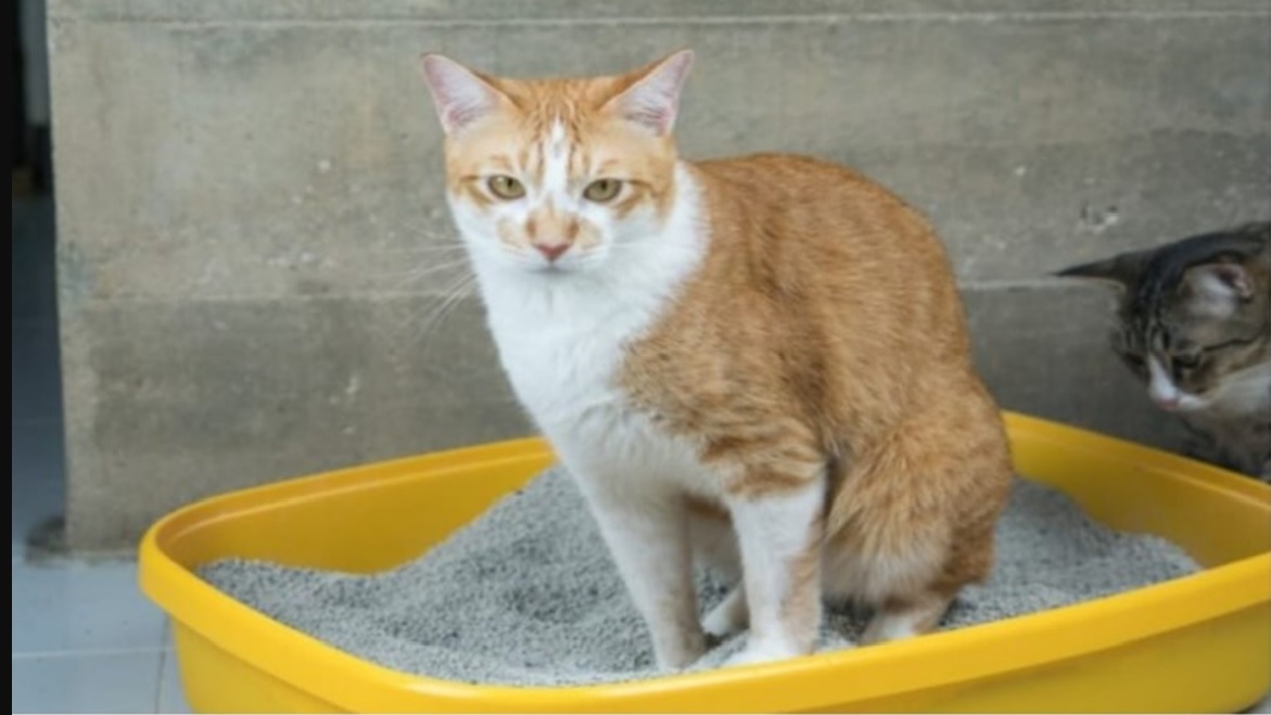 4 Cara Membuat Pasir Kucing Sendiri Bahan Bisa Menggunakan Serbuk Kayu, Kertas dan Bahan Bahan Organik