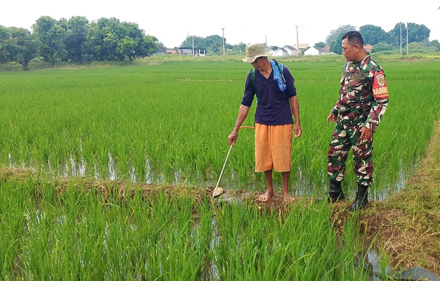 Penyemprotan Hama Padi, Babinsa Kelurahan Sunyaragi Dampingi Petani