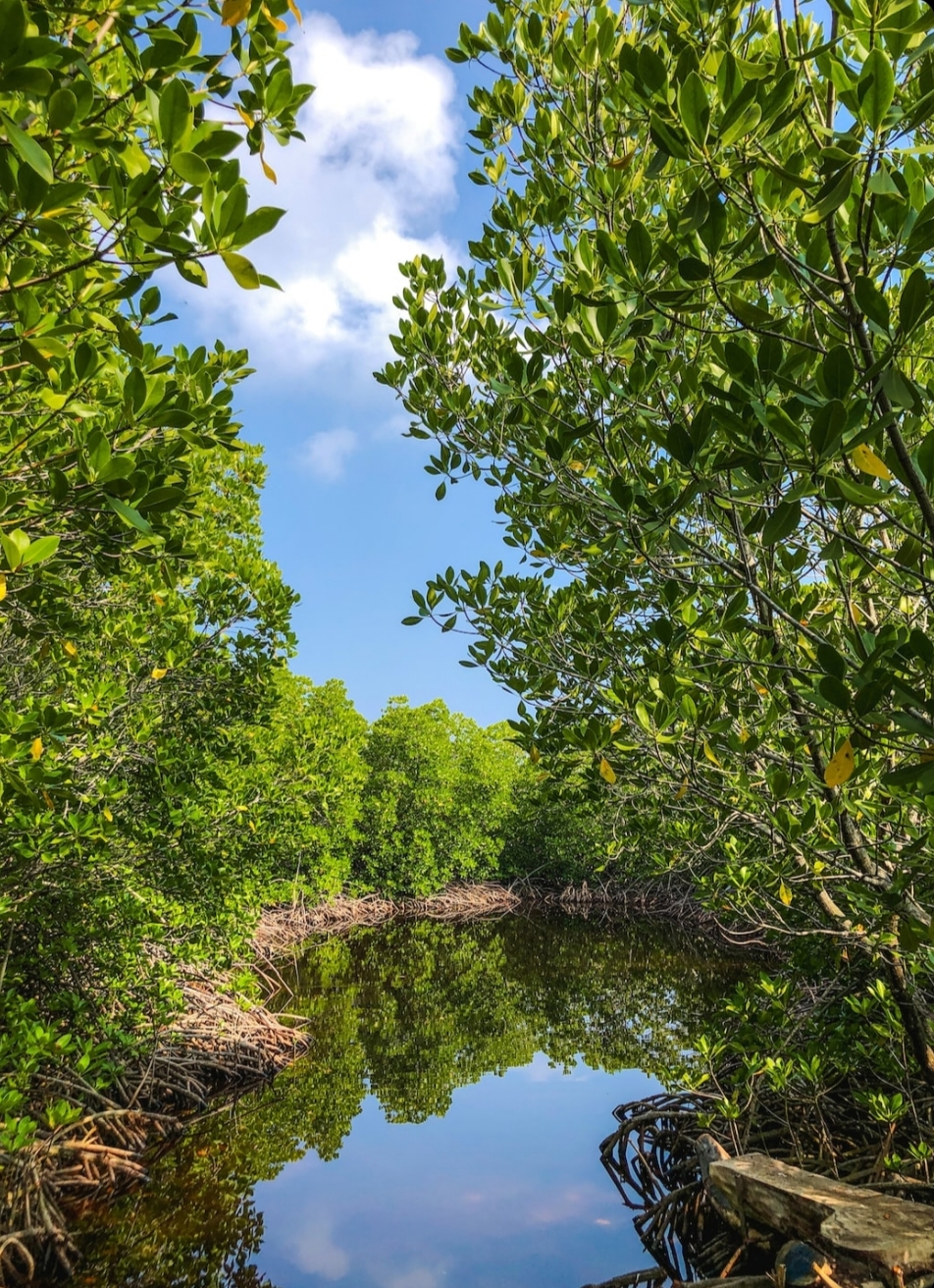 Hutan Mangrove di Pesisir Sungai Cirebon Jadi Objek Wisata