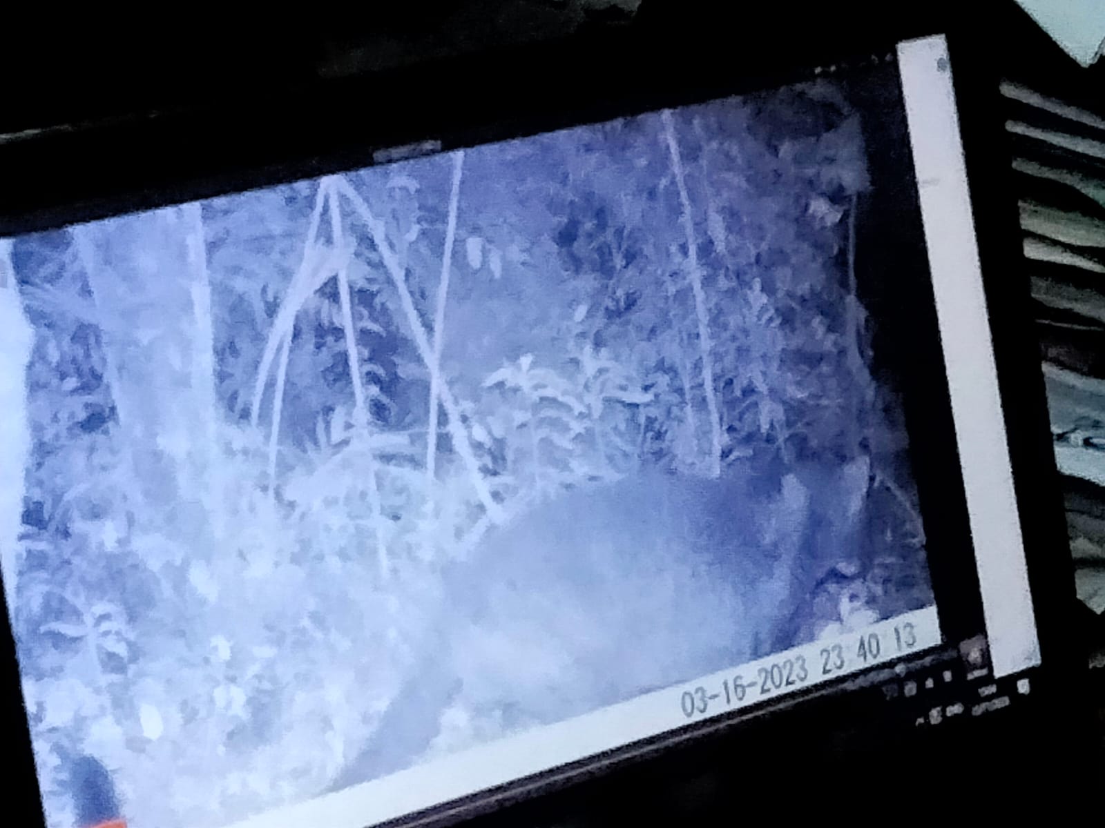 BTNGC Masih Melakukan Identifikasi Macan Tutul Jawa yang Berhasil Terekam Kamera Trap