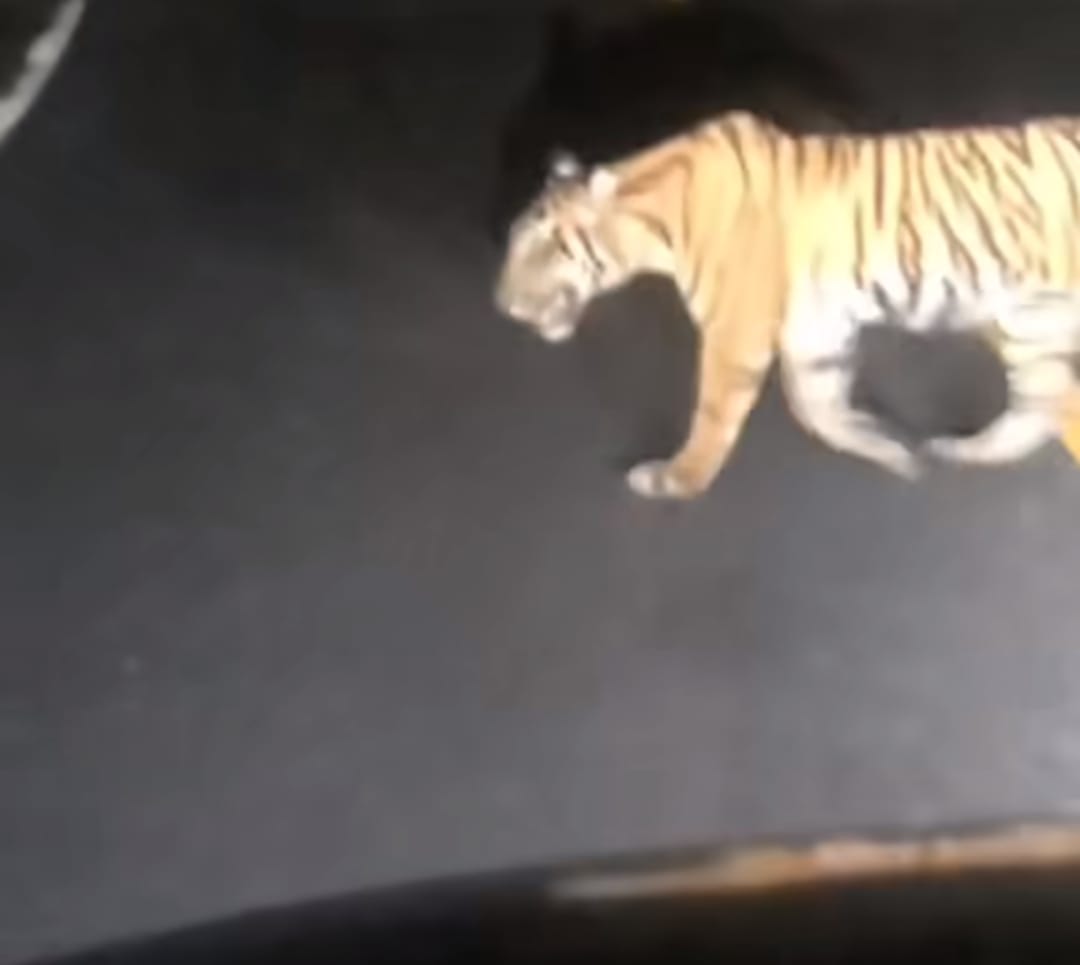 Viral Kemunculan Harimau Sumatera Menyeberang Jalan di Lampung, Pengemudi Diminta Hati-hati