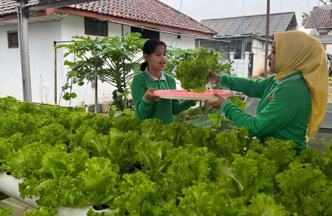 Dukung Ketahanan Pangan, WBP Lapas Kuningan Sukses Budidaya Selada Bokor