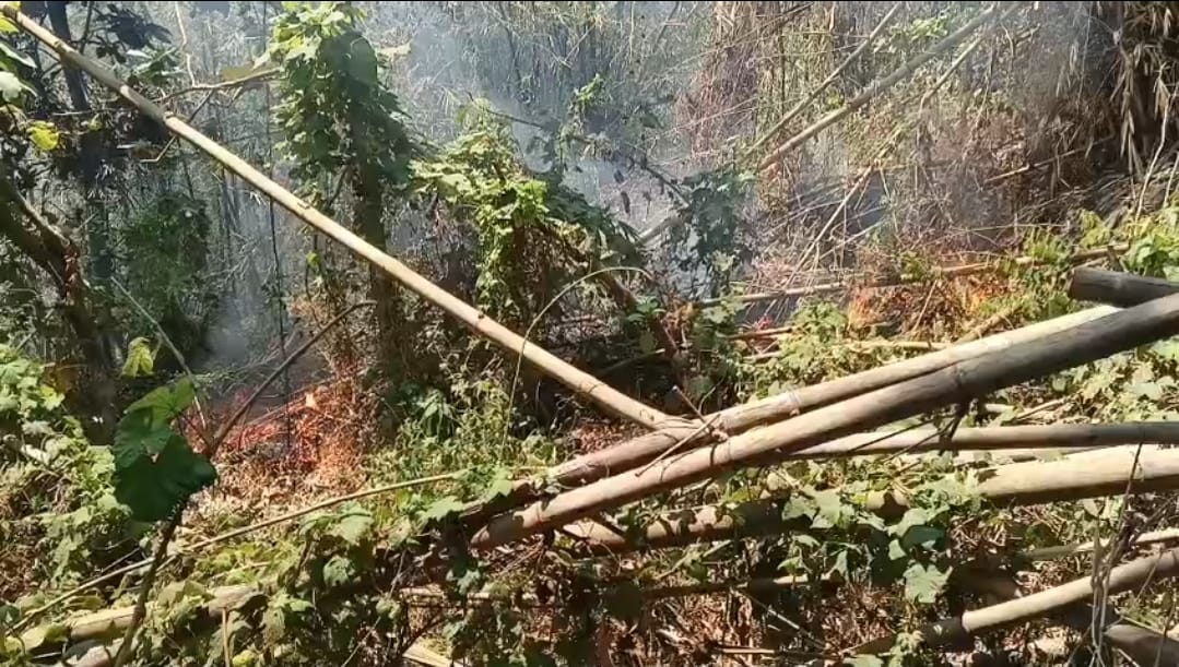 Kebakaran Hebat Lahap Rumpun Bambu di Talun Cirebon, Area 1 Hektare Terbakar