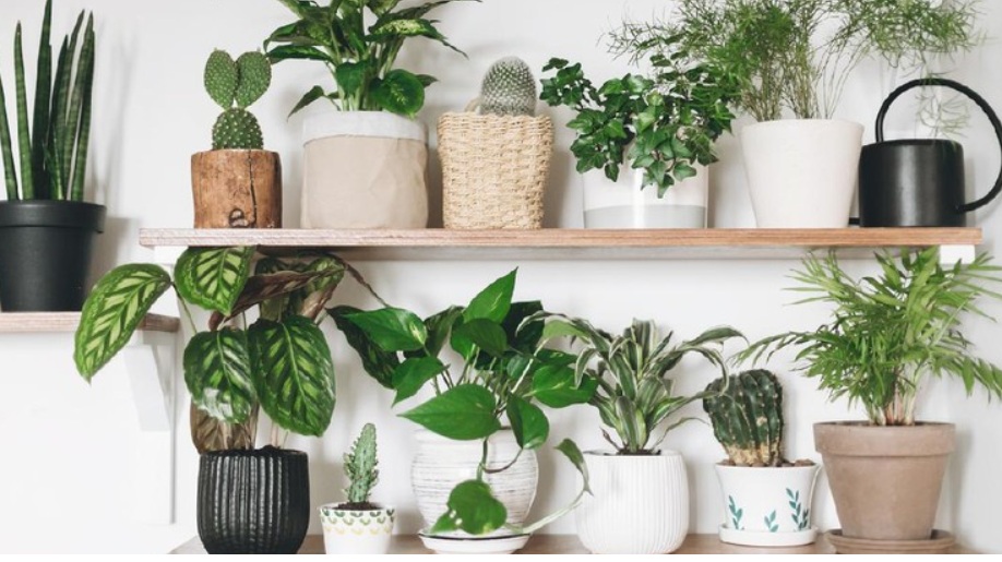 Bikin Ruangan Lebih Hidup Tanpa Terlihat Sempit, Ini 7 Tanaman Hias Hidroponik Indoor yang Wajib Dicoba