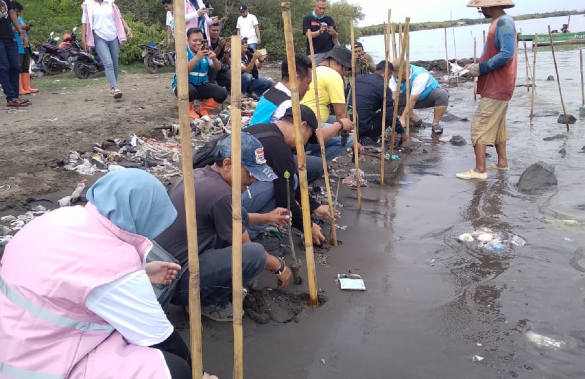 PLN Group Tanam 1.000 Pohon Mangrove di Pantai Kalijaga Cirebon 