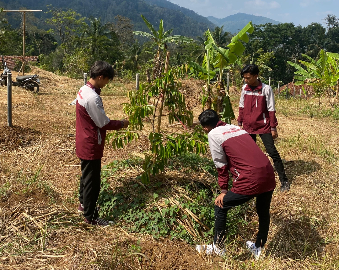 KKM UMC Cirebon Kawal Pembentukan Agrowisata Sentra Kebun Durian di Bunigeulis