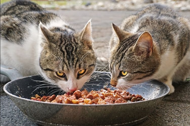 7 Cara Membuat Makanan Kucing di Rumah dengan Cara Praktis dan Pastinya Bisa Membuat Kucing Anda Lebih Sehat