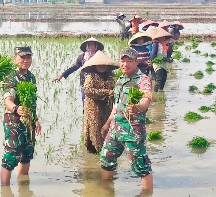 Babinsa Pegambiran Dampingi Poktan Sirandu Jaya Tanam Padi Musim Ketiga