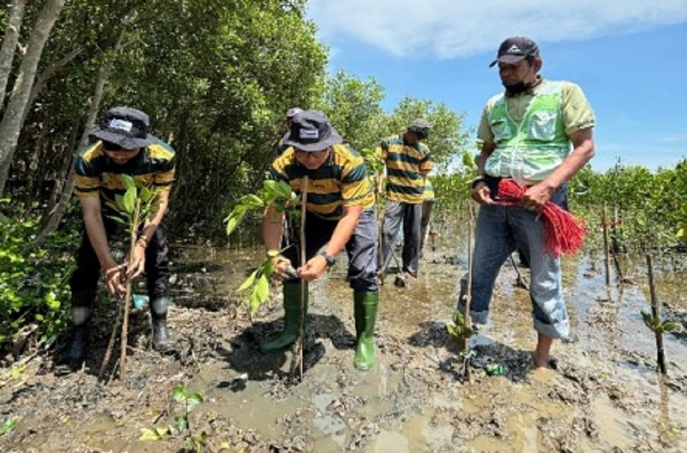 15 Ribu Mangrove Ditanam di Pesisir Cirebon dalam Program Jawara yang Diinisiasi Pertamina 