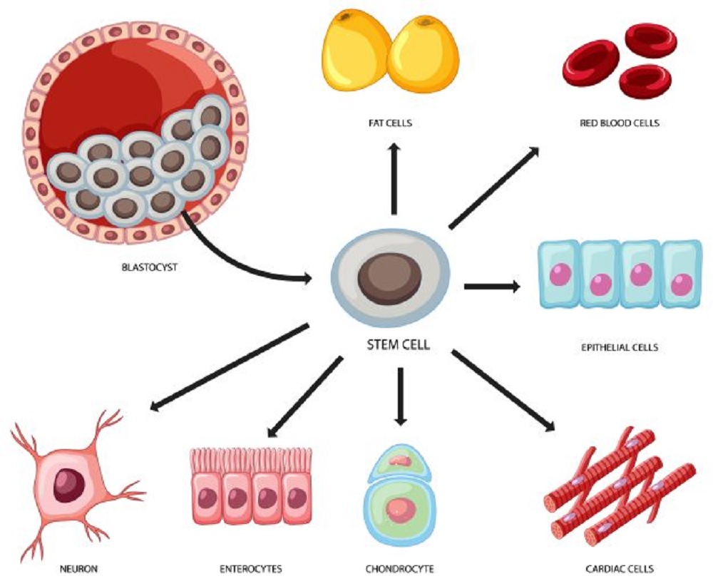 Bagaimana Mekanisme Stem Cell? Belajar dari Pengalaman Dahlan Iskan