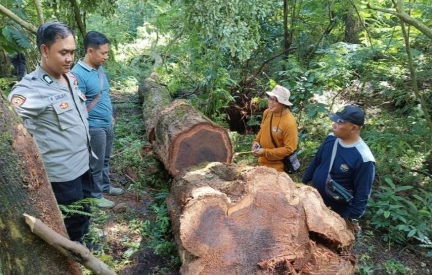 Hutan Gunung Ciremai Dijarah, Petugas Gabungan Amankan Pelaku Pembalakan Liar