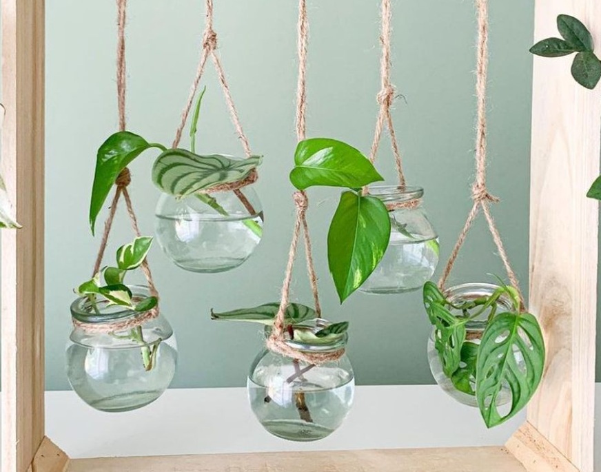 5 Tanaman Indoor Pembawa Keberuntungan Menurut Fengshui yang Cocok Diletakkan di Ruang Tamu, Pas untuk Pemula