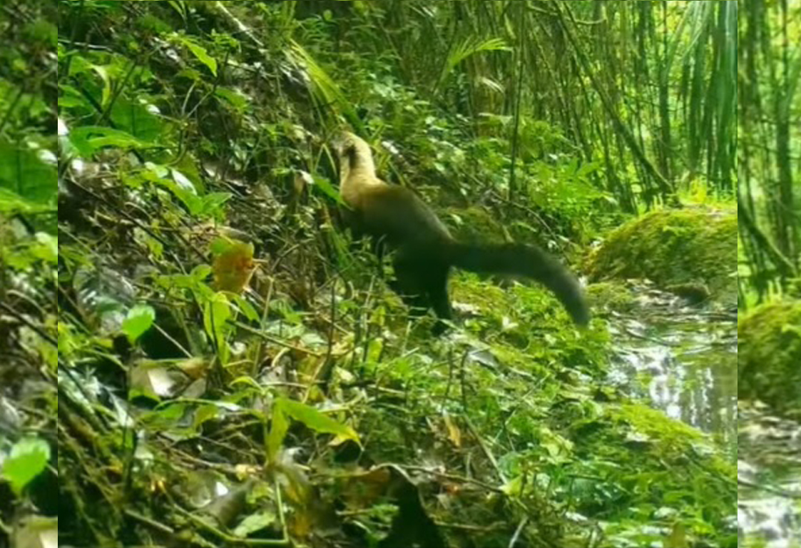 Musang Leher Kuning Gunung Ciremai Tertangkap Kamera, Lihat Penampakannya