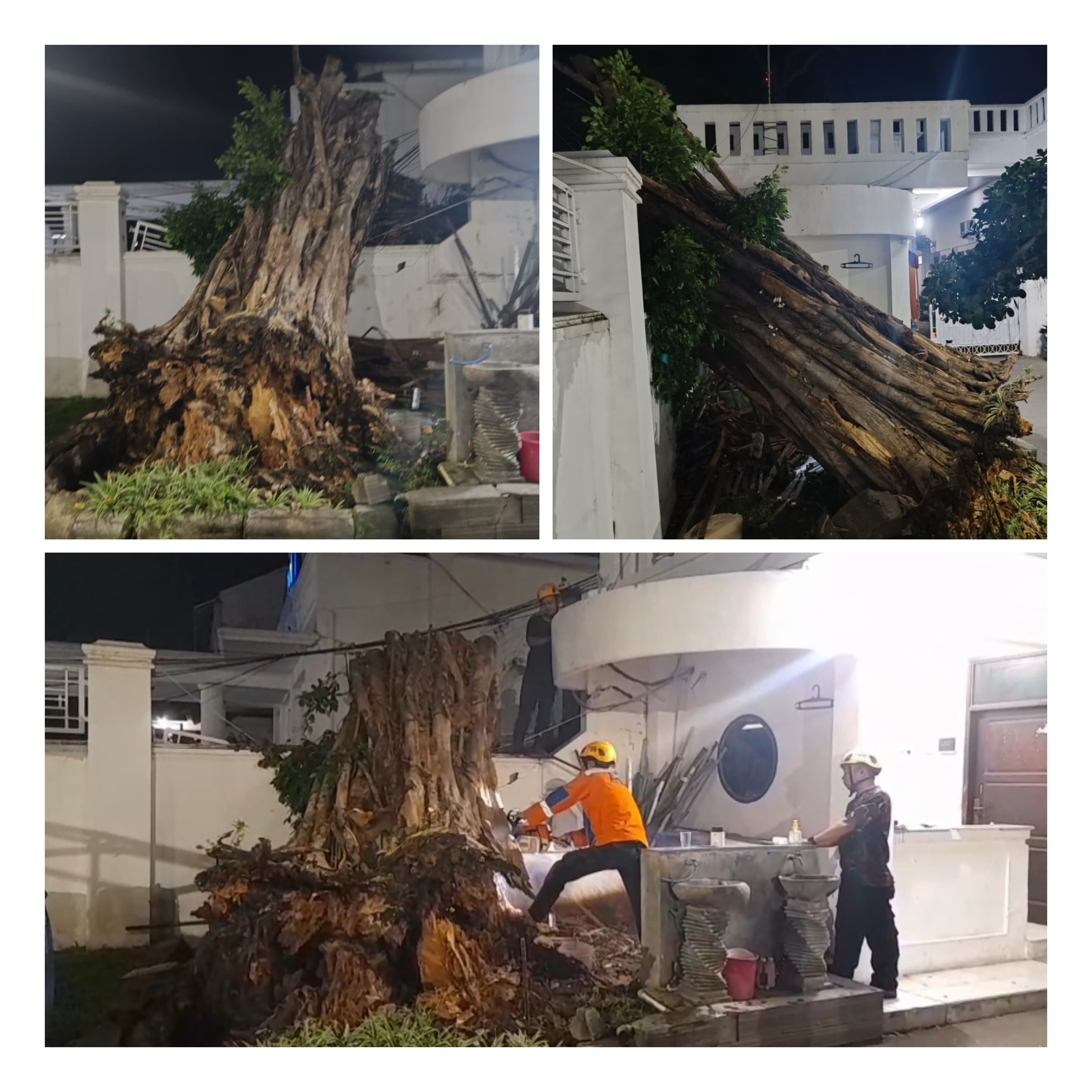 Pohon Besar Tumbang di Rumah Dinas Walikota Cirebon, Nyaris Timpa Area Sekitar