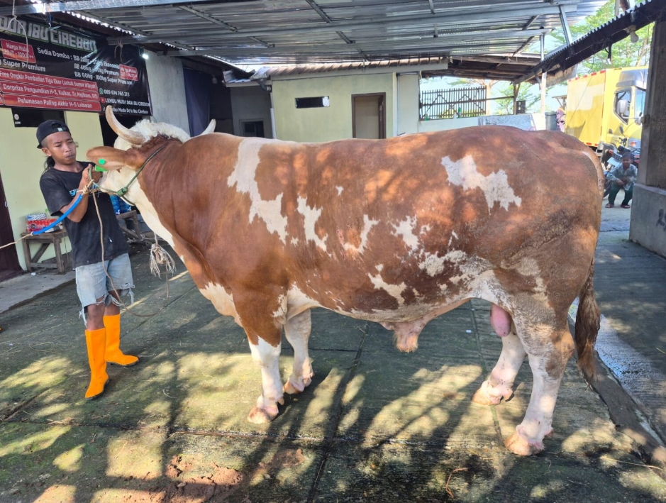 Wow! Sapi Bantuan Presiden Prabowo di Cirebon Tembus 1.062 Kg Jelang Iduladha 2026