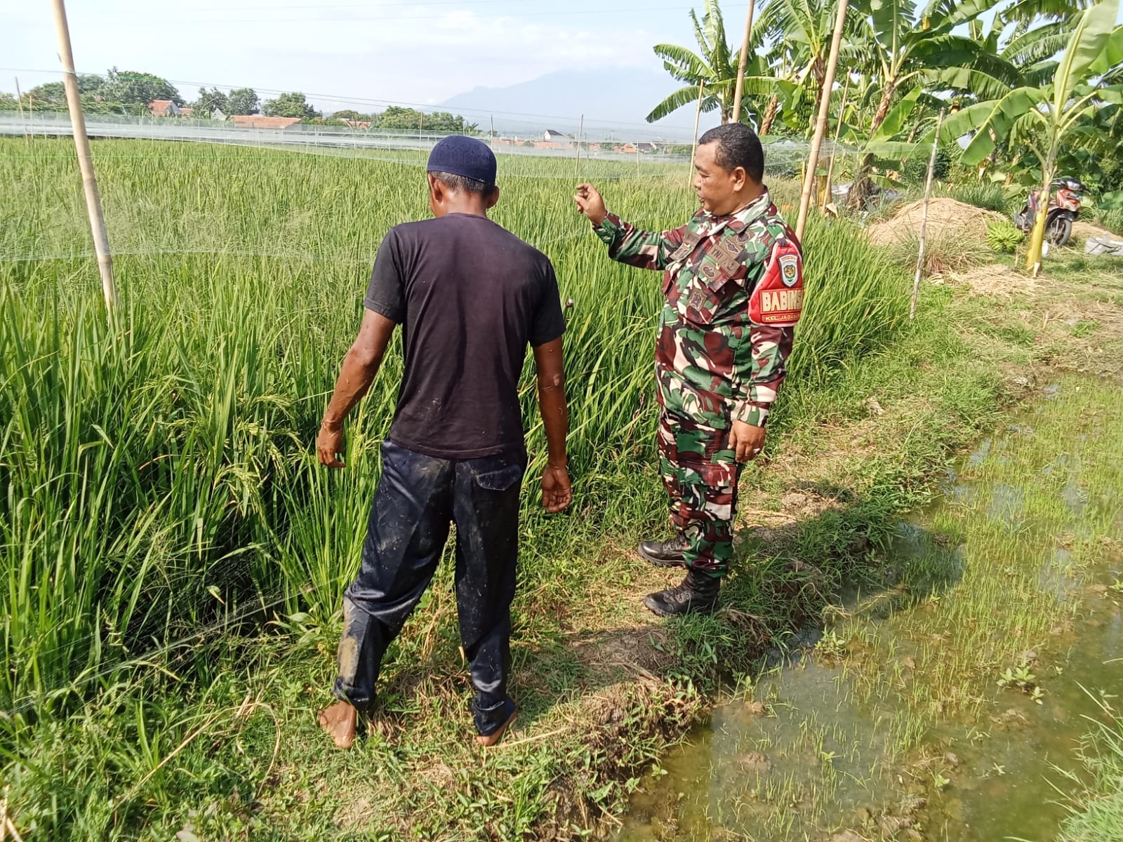 Babinsa Pulasaren dan Jagasatru Kolaborasi Dampingi Petani Dalam Pemeliharaan Tanaman Padi