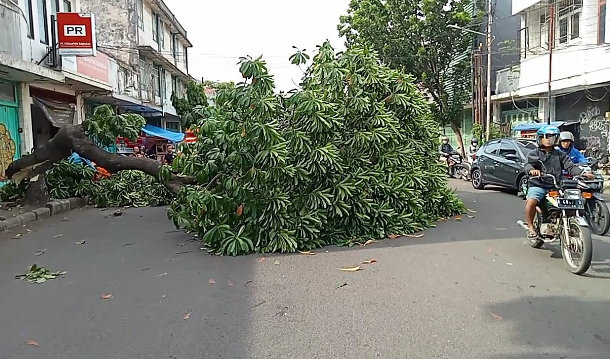 Pohon Tumbang di Pekalipan Cirebon, Kontainer Merah Diduga Penyebabnya