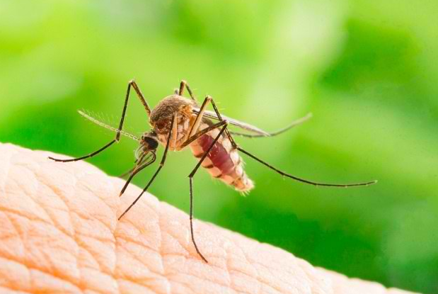 5 Cara Mengusir Nyamuk Secara Alami dengan Bahan yang Mudah Ditemukan di Rumah