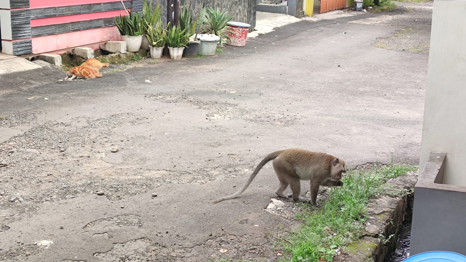 Monyet Ekor Panjang Muncul di Perumahan Bima Cirebon, Berebut Makan dengan Kucing