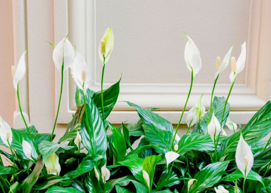 10 Macam Tanaman Hias Indoor Menurut Feng Shui Simbol Kekayaan dan Keberuntungan, Berikut Tips Meletakannya!