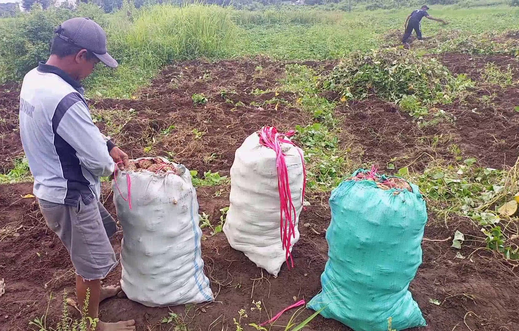 Terapkan Taktik Jitu, Petani Desa Sumbawa Kuningan Raup Untung dari Panen Ubi