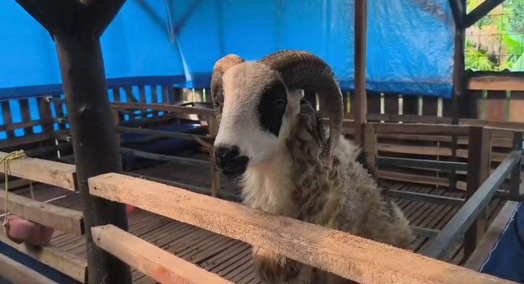 Cegah Kematian Ternak, Bumdes Munjul Berkah Perketat Perawatan Kambing