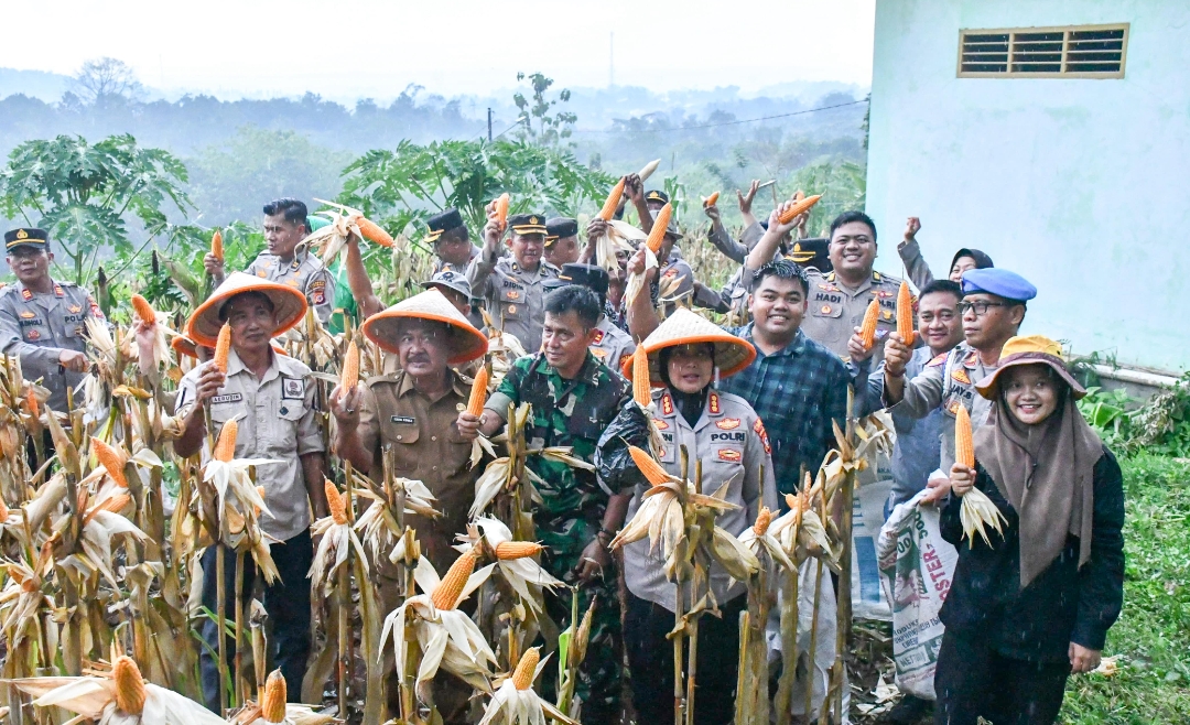 Dukung Swasembada Pangan, Polresta Cirebon Panen Jagung Seluas 1,3 Hektare 
