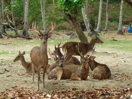 Ini Dia Wisata Populer di Pangandaran Selain Pantai yang Keren Abis 