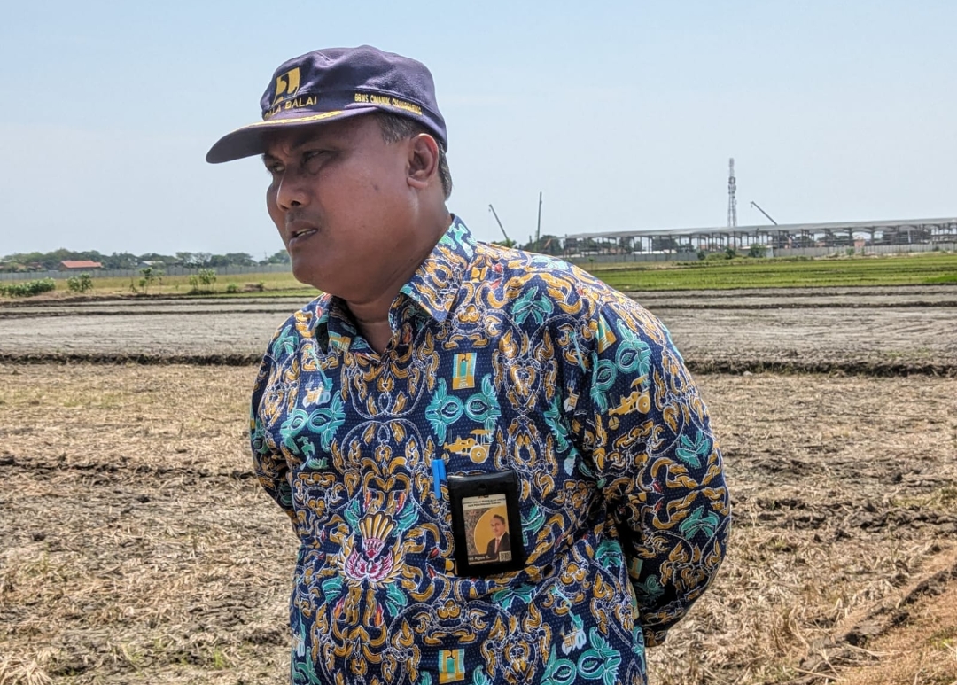 Petani di Cirebon Timur Terancam Gagal Tanam dan Panen, BBWS Lakukan Sejumlah Langkah, Apa Saja?