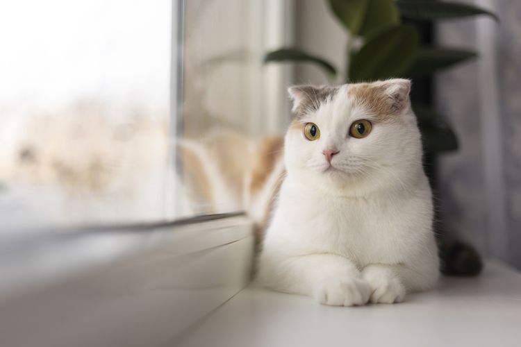 Alasan Kenapa Kucing Tidak Masuk Surga Menurut Pandangan Islam