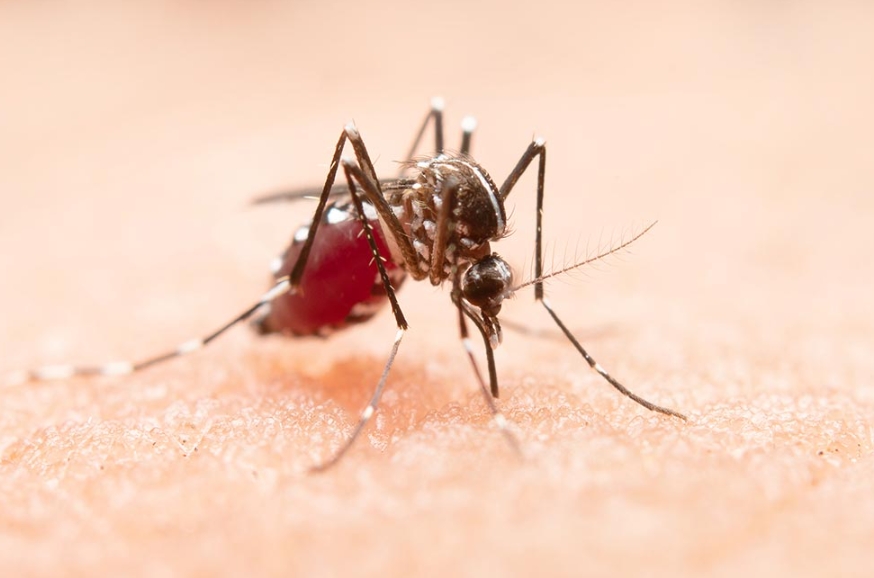 Penyebaran Bakteri Wolbachia, Upaya Nyata Tekan Angka Demam Berdarah Dengue