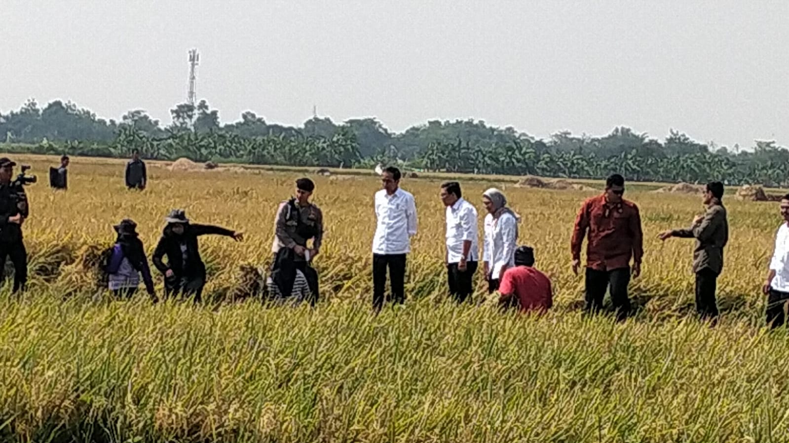 Presiden Jokowi Tiba di Indramayu, Langsung Turun ke Sawah Lihat Petani Panen