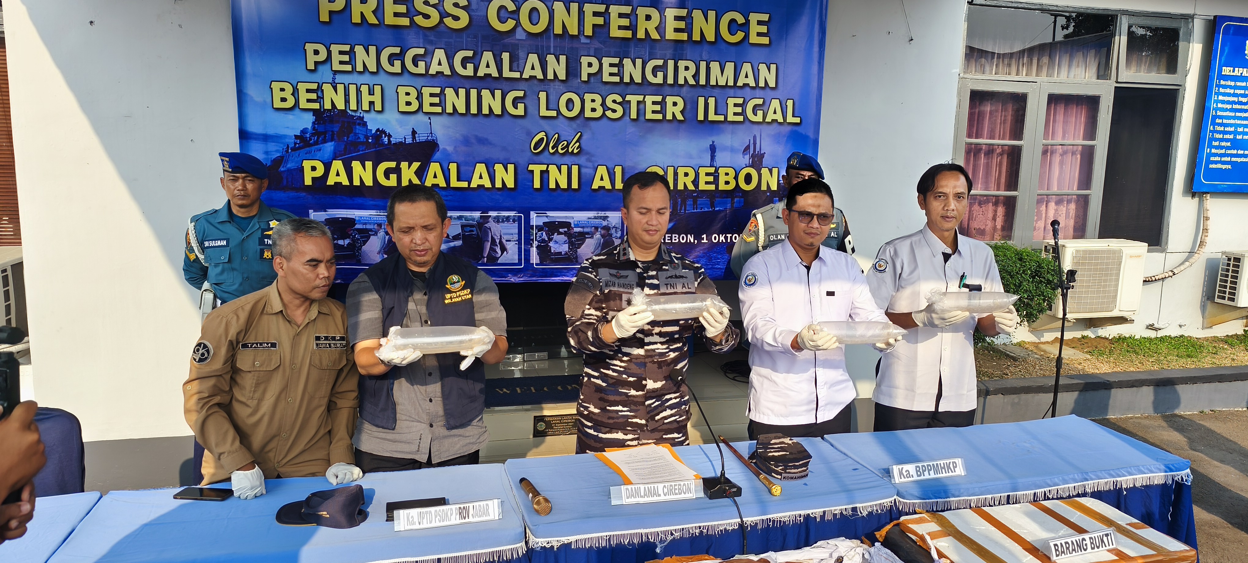 Lanal Cirebon Gagalkan Penyelundupan 75.435 Benih Lobster di Tol Cipali, Nilainya Ditaksir Miliaran Rupiah