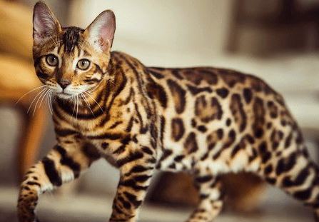 Mengenal Ras Kucing Toyger yang Mirip Harimau