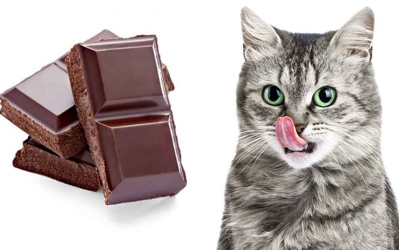 Amankah Jika Kucing Mengkonsumsi Cokelat?
