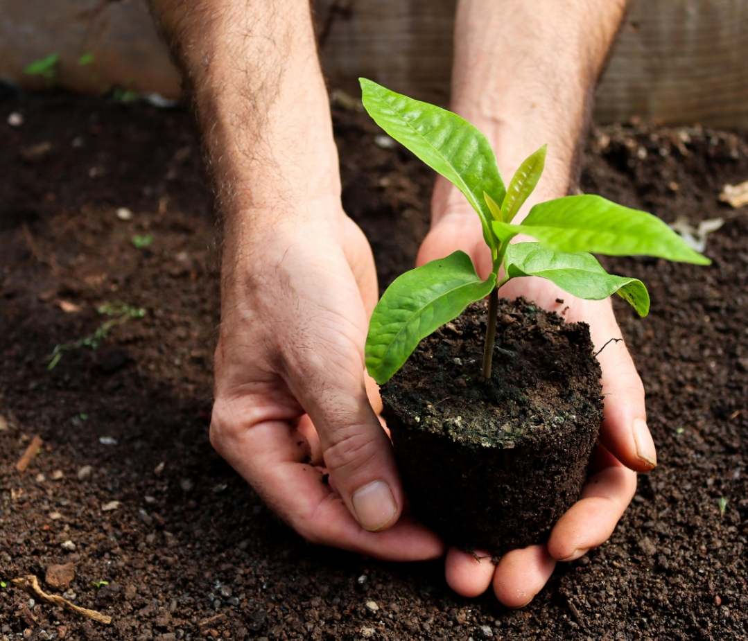Program Pemulihan Hutan Jabar Dimulai: Warga Digaji Rp50 Ribu per Hari untuk Tanam Pohon