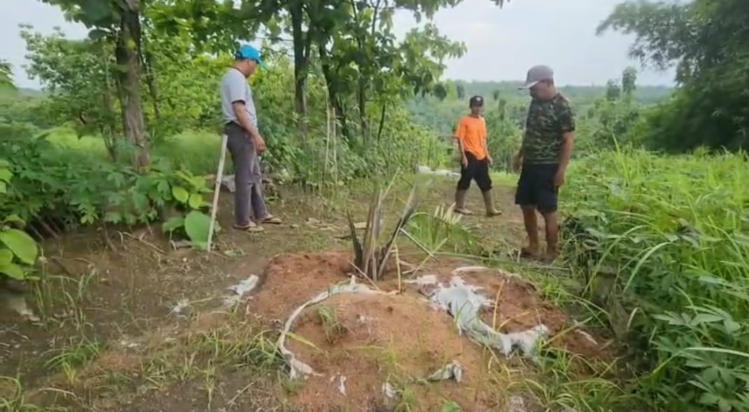 Kebun Sawit Tak Berizin Diduga Masuk Kawasan Hutan Cigobang Cirebon, Ancaman Lingkungan Mengintai