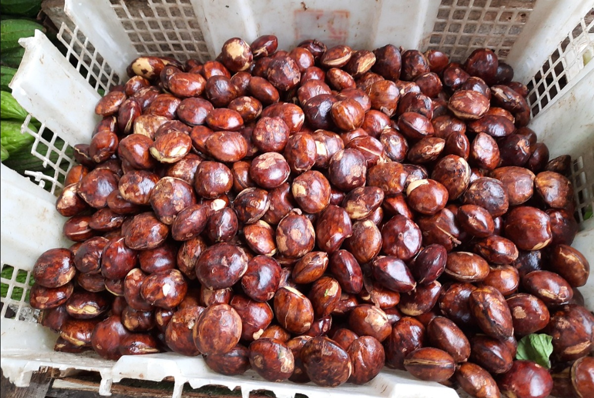 Terkenal dengan Bau Menyengat, Ternyata Manfaat Jengkol untuk Kesehatan Tubuh Sangat Banyak