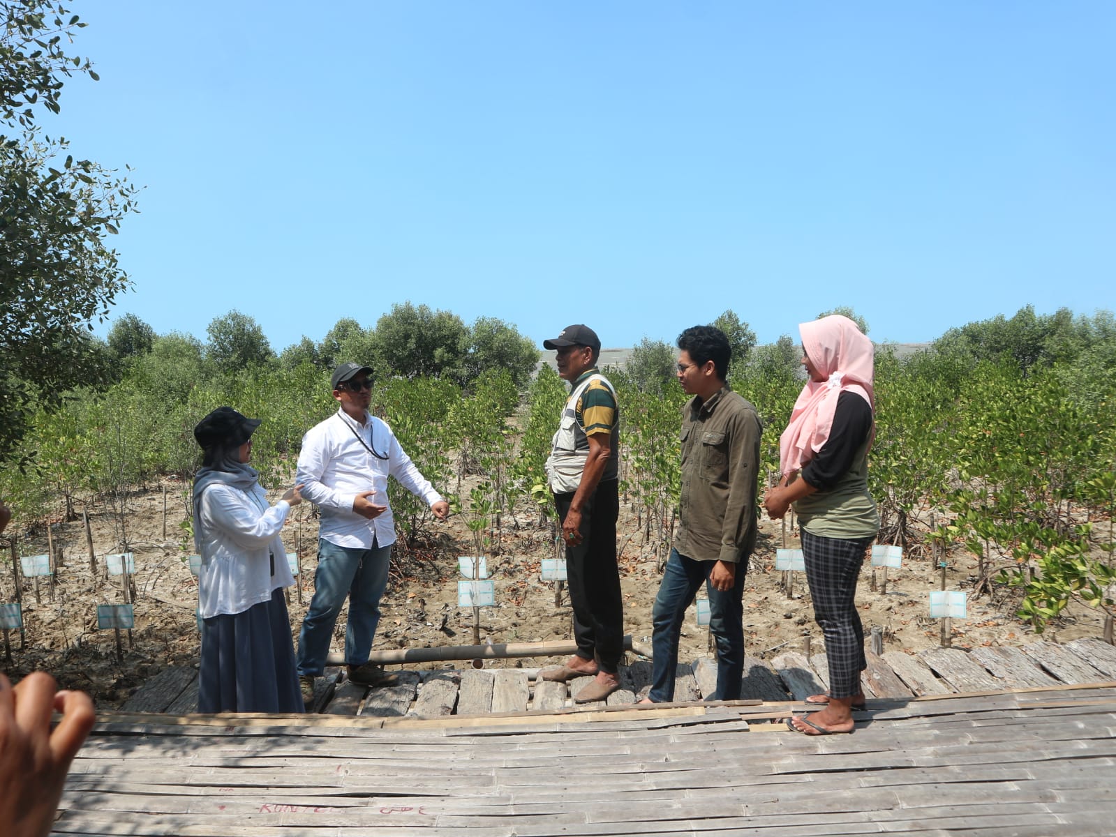 Menangkal Abrasi di Pantura Cirebon, Begini Perjuangan Fachrudin Cs Melestarikan Hutan Mangrove