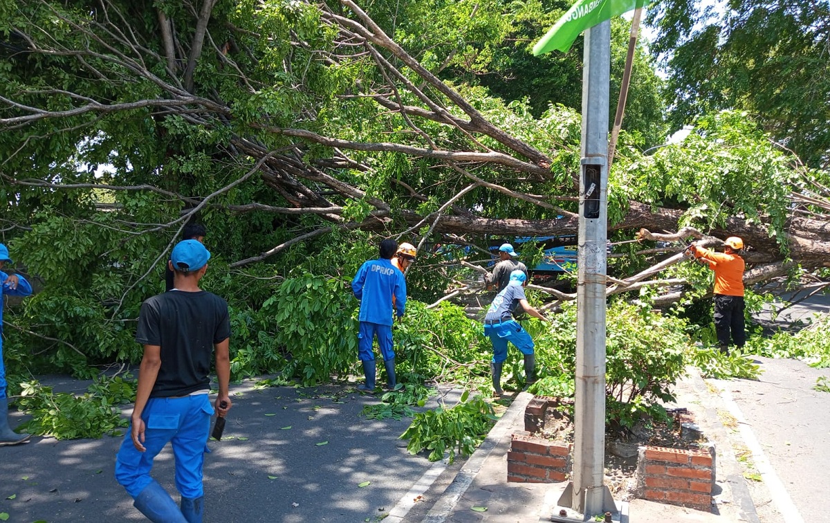 Pohon Tumbang di Jalan Cipto Kota Cirebon, Arus Lalu Lintas Tersendat