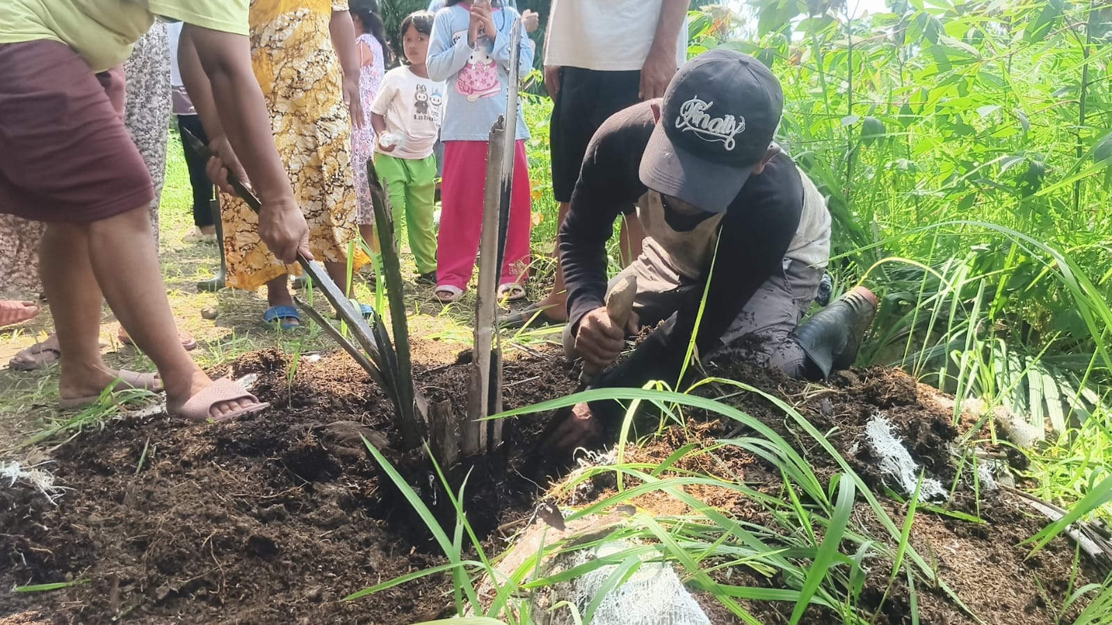 Tak Tahan Lagi, Warga Cigobang Akhirnya Cabut Ratusan Sawit Secara Mandiri