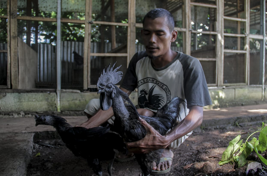 Bisnis Ayam Cemani yang Dikenal Mistis, Jadi Sumber Cuan bagi Tarmudi